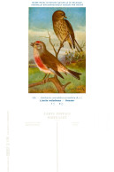 Musée Royal D'Histoire Naturelle De Belgique - N°133 - Linotte Mélodieuse - Oiseaux