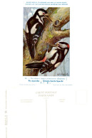 Musée Royal D'Histoire Naturelle De Belgique - N°58 - Pic Epeiche - Pájaros