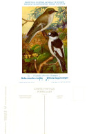 Musée Royal D'Histoire Naturelle De Belgique - N°52 - Gobe-mouches à Collier - Birds