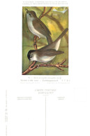 Musée Royal D'Histoire Naturelle De Belgique - N°36 - Fauvette à Tête Noire - Birds