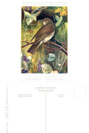 Musée Royal D'Histoire Naturelle De Belgique - N°22 - Gobe-mouches Gris - Birds