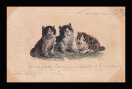 CICÁK , Századfordulós Képeslap, Temesvár 1900. - Chats