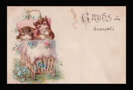 CICÁK , Századfordulós Litho Képeslap, Budapest 1899 - Chats