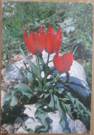 ISRAEL FLORA FLOWERS JUDAICA KARTE CP PC CARD POSTCARD CARTOLINA ANSICHTSKARTE CARTA POSTAL CARTE POSTALE POSTKARTE - Israel