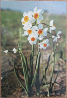 ISRAEL FLORA FLOWERS JUDAICA KARTE CP PC CARD POSTCARD CARTOLINA ANSICHTSKARTE CARTA POSTAL CARTE POSTALE POSTKARTE - Israel