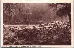 40 DANS LES LANDES - Moutons Sous Les Chenes - Sonstige & Ohne Zuordnung