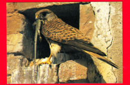 ITALIA - Abruzzo - Cartolina Non Viaggiata - Fauna - Riserva Naturale - Gheppio (Falco) - Andere & Zonder Classificatie