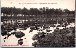 40 LANDES - Grues Surprises Dans Une Lagune - Other & Unclassified