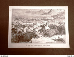 In America Nel 1883 La Caccia Al Bufalo Presso Gli Indiani Comanchi - Vor 1900