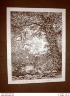 Esposizione D'arte Di Brera Del 1876 Le Rane Quadro Di H. Hanoteau - Antes 1900