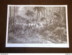 Australia Nel 1889 Fougères Arborescentes Alberi Di Felci - Avant 1900