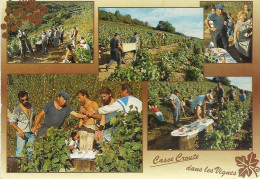 *CPM - Casse Croute Dans Les Vignes - Vines