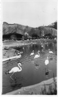 Photographie Vintage Photo Snapshot Paris Zoo Vincennes Flamand Rose - Otros & Sin Clasificación
