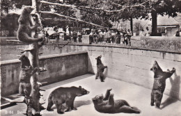 Berne , La Fosse Aux Ours - Berne