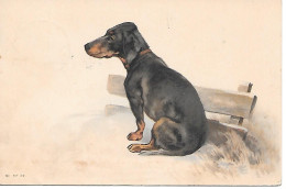 Teckel - Dackel - Dachshund - Bassotto -  Chien, Dog, Hund, Cane, Perro - Hunde