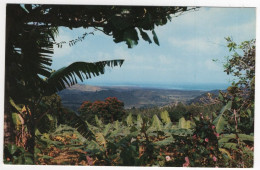 AK 212895 PUERTO RICO - El Yunque - View From The Tropical Rain Forest - Puerto Rico