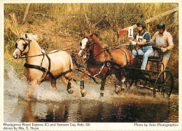 Format Spécial - 147 X 107 Mms - Animaux - Chevaux - Royaume-Uni - Rhydygroes Royal Express (C) And Samson Gay Relie (D) - Horses