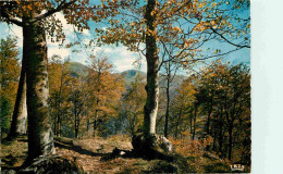 87 - Haute Vienne - Limousin - Forêt - Carte Dentelée - CPM - Carte Neuve - Voir Scans Recto-Verso - Aixe Sur Vienne