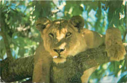 Animaux - Fauves - Lion - Tree Climbing Lioness Manyara National Park Tanzania - Tanzanie - CPM - Voir Scans Recto-Verso - Leones