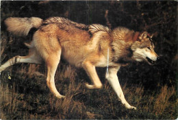 Animaux - Loups - Les Loups Du Gévaudan - CPM - Voir Scans Recto-Verso - Autres & Non Classés