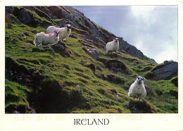 Animaux - Moutons - Irlande - Ireland - CPM - Voir Scans Recto-Verso - Autres & Non Classés