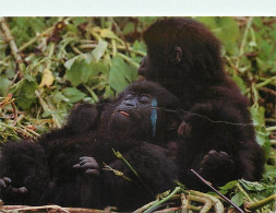 Animaux - Singes - Rwanda - Gorilles - Mountain Gorillas - Collection Animal World - Etat Léger Pli Visible - CPM - Voir - Apen