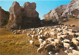 Animaux - Moutons - En Parcourant Le Causse Noir - Le Troupeau Au Pâturage Dans Le Donjon De Roquesaltes - CPM - Carte N - Other & Unclassified