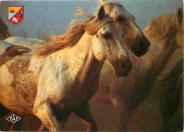 Animaux - Chevaux - Camargue - Chevaux Camarguais Dans Les Marais - Flamme Postale - Voir Scans Recto Verso  - Horses