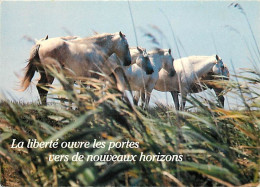 Animaux - Chevaux - CPM - Voir Scans Recto-Verso - Chevaux