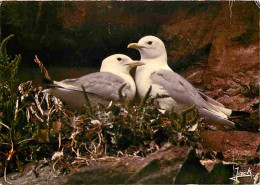 Animaux - Oiseaux - Mouettes Tridactyles - CPM - Voir Scans Recto-Verso - Birds