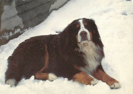 Chiens - CPM - Voir Scans Recto-Verso - Hunde