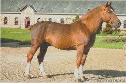 Animaux : Le  Cheval  Cob Normand ( Saint Lo  Haras Ou Le  Pin Au Haras ) - Paarden