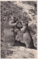 Marmottes,  Murmeltier In Den Bündner Alpen - Other & Unclassified