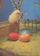 EASTER CHICKEN EGG Vintage Postcard CPSM #PBP032.A - Ostern