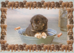 HUND Tier Vintage Ansichtskarte Postkarte CPSM #PAN721.A - Dogs