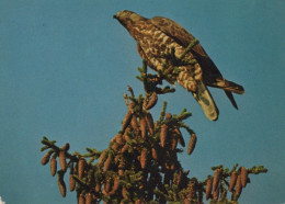 UCCELLO Animale Vintage Cartolina CPSM #PAM753.A - Pájaros