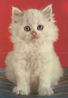 GATTO KITTY Animale Vintage Cartolina CPSM #PAM163.A - Katzen