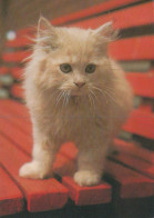 KATZE MIEZEKATZE Tier Vintage Ansichtskarte Postkarte CPSM #PAM125.A - Katzen