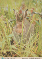 EASTER RABBIT Vintage Postcard CPSM #PBO471.A - Easter