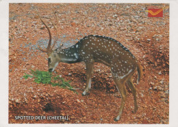 CERF Animaux Vintage Carte Postale CPSM #PBS558.A - Sonstige & Ohne Zuordnung