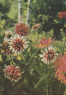 FLOWERS Vintage Postcard CPSM #PAR172.GB - Flores