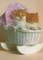 CAT KITTY Animals Vintage Postcard CPSM #PAM527.GB - Cats