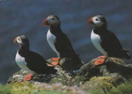 BIRD Animals Vintage Postcard CPSM #PAM722.GB - Pájaros