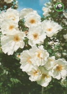 FLEURS Vintage Carte Postale CPSM #PAS496.FR - Flowers