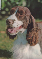 CHIEN Animaux Vintage Carte Postale CPSM #PAN794.FR - Dogs