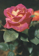 FLOWERS Vintage Postcard CPSM #PBZ421.GB - Flores