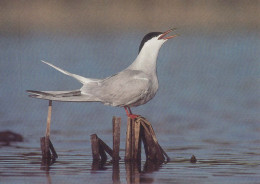 BIRD Animals Vintage Postcard CPSM #PBR408.GB - Pájaros