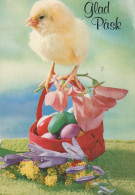 EASTER CHICKEN EGG Vintage Postcard CPSM #PBP149.GB - Pâques