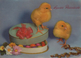 EASTER CHICKEN EGG Vintage Postcard CPSM #PBO897.GB - Pâques