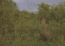 PÁJARO Animales Vintage Tarjeta Postal CPSM #PAN217.ES - Pájaros